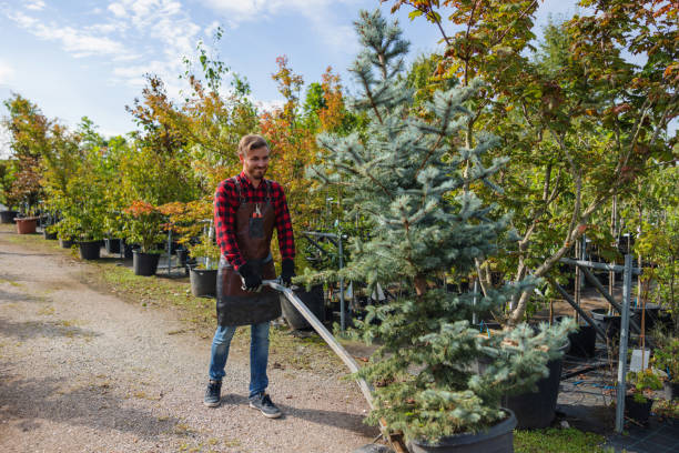 Why Choose Our Tree Removal Services in Parker, SC?