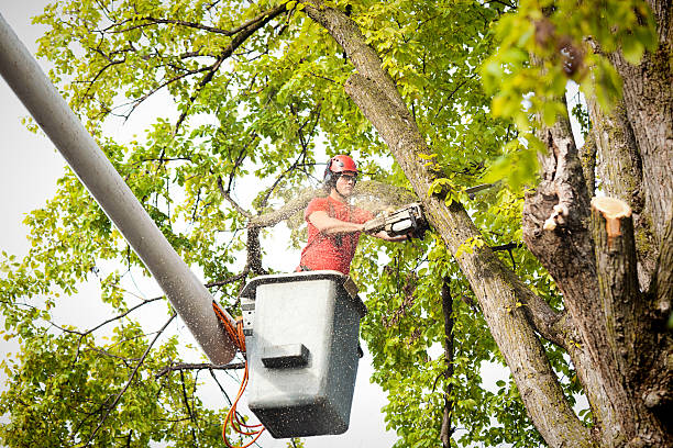 Leaf Removal in Parker, SC